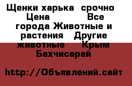 Щенки харька! срочно. › Цена ­ 5 000 - Все города Животные и растения » Другие животные   . Крым,Бахчисарай